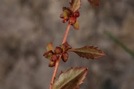 Attēlu rezultāti vaicājumam “Haloragaceae”