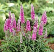 Attēlu rezultāti vaicājumam “Veronica spicata”