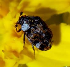 Attēlu rezultāti vaicājumam “Anthrenus sp.”