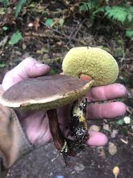 Attēlu rezultāti vaicājumam “Xerocomus subtomentosus”