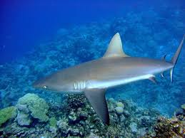 Image result for Carcharhinus isodon