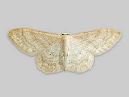 Attēlu rezultāti vaicājumam “Idaea biselata”