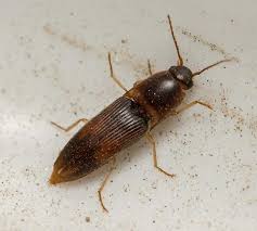 Attēlu rezultāti vaicājumam “Colloderma sp.”