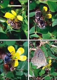 Attēlu rezultāti vaicājumam “Eristalis sp.”