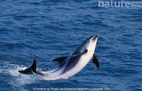 Image result for Lagenorhynchus albirostris