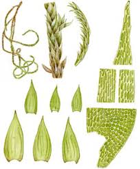 Attēlu rezultāti vaicājumam “Leucodon sciuroides”