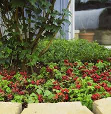 Attēlu rezultāti vaicājumam “Rubus arcticus”