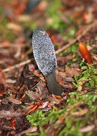 Attēlu rezultāti vaicājumam “Cordyceps ophioglossoides”
