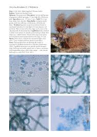 Attēlu rezultāti vaicājumam “Arcyria denudata stalked”