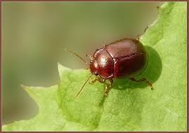 Attēlu rezultāti vaicājumam “Chrysolina staphylaea”