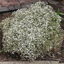 Attēlu rezultāti vaicājumam “Gypsophila paniculata leaf”