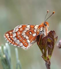 Attēlu rezultāti vaicājumam “Euphydrias aurinia upperside”
