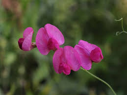 Attēlu rezultāti vaicājumam “Lathyrus tuberosus bud”