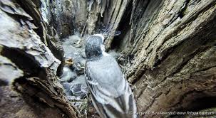 Attēlu rezultāti vaicājumam “Motacilla alba nest”
