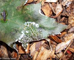 Attēlu rezultāti vaicājumam “Diachea leucopodia”