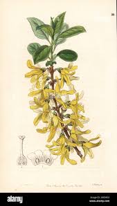 Attēlu rezultāti vaicājumam “Forsythia viridissima”
