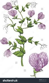 Attēlu rezultāti vaicājumam “Pisum sativum flower”