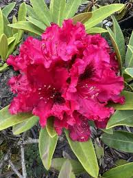 Attēlu rezultāti vaicājumam “Rhododendron sichotense flower”