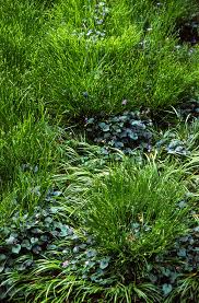 Attēlu rezultāti vaicājumam “Carex remota fruit”