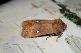 Attēlu rezultāti vaicājumam “Eupsilia transversa”