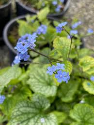 Attēlu rezultāti vaicājumam “Brunnera macrophylla”
