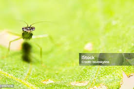 Attēlu rezultāti vaicājumam “Rhopalosiphum oxyacanthae”