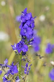 Image result for Consolida ajacis oder Consolida regalis