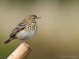 Attēlu rezultāti vaicājumam “Anthus trivialis adult”