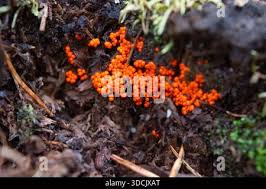 Attēlu rezultāti vaicājumam “Hemitrichia chrysospora plasmodium”