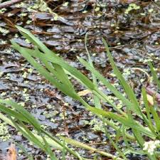 Attēlu rezultāti vaicājumam “Glyceria fluitans”