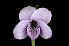 Attēlu rezultāti vaicājumam “Viola palustris”