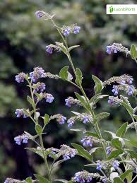 Attēlu rezultāti vaicājumam “Symphytum asperum”