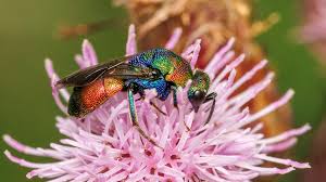 Attēlu rezultāti vaicājumam “Hedychrum sp.”