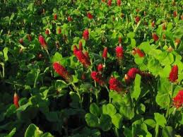 Image result for Trifolium incarnatum