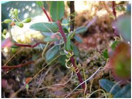 Attēlu rezultāti vaicājumam “Cuscuta europaea fruit”
