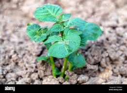 Attēlu rezultāti vaicājumam “Solanum tuberosum leaf”