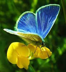 Attēlu rezultāti vaicājumam “Polyommatinae”