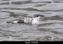 Image result for Brachyramphus perdix