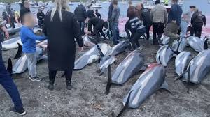 Image result for massacre golfinhos dinamarca