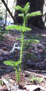 Attēlu rezultāti vaicājumam “Mnium lycopodioides”