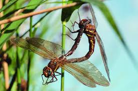 Attēlu rezultāti vaicājumam “Aeshna grandis”