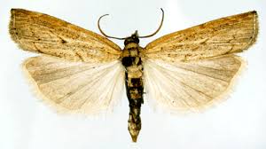 Attēlu rezultāti vaicājumam “Pediasia contaminella”