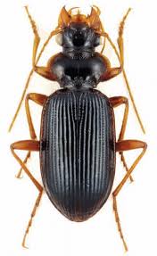 Attēlu rezultāti vaicājumam “Leistus ferrugineus”