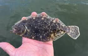 Image result for Paralichthys dentatus