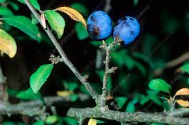 Attēlu rezultāti vaicājumam “Prunus spinosa fruit”