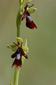 Attēlu rezultāti vaicājumam “Ophrys insectifera”
