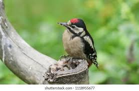 Attēlu rezultāti vaicājumam “Dendrocopos major juvenile”