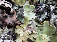 Attēlu rezultāti vaicājumam “Lobaria amplissima”