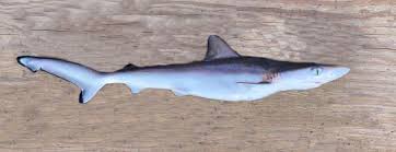 Image result for Rhizoprionodon terraenovae