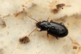 Attēlu rezultāti vaicājumam “Tachyta nana”